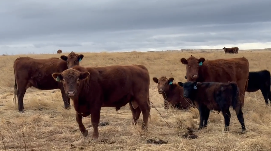 Exposed cows, calves at side, home raised!-HP102A6